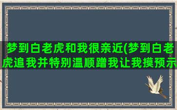 梦到白老虎和我很亲近(梦到白老虎追我并特别温顺蹭我让我摸预示着什么)