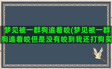 梦见被一群狗追着咬(梦见被一群狗追着咬但是没有咬到我还打狗买彩票号)