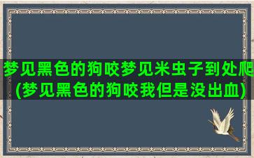 梦见黑色的狗咬梦见米虫子到处爬(梦见黑色的狗咬我但是没出血)